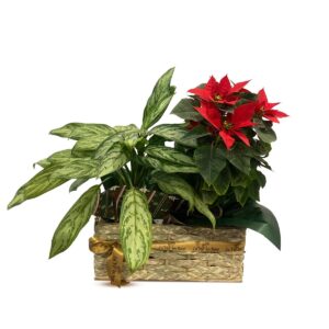 Artificial Poinsettia
